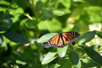 Brilliant Orange Viceroy Butterfly in a Garden