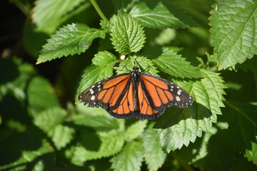 Monarch Butterfly with Wings Spread Wide Open