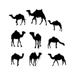 set of camel logo vector illustration