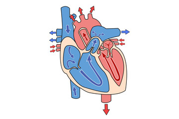 心臓の解剖図　医学イラスト　血流