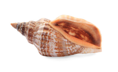 Beautiful seashell isolated on white. Beach object