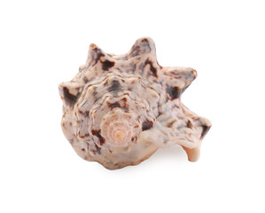 Beautiful seashell isolated on white. Beach object