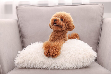 Cute Maltipoo dog with soft pillow on armchair indoors. Lovely pet