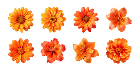 Collection of various orange flowers isolated on a transparent background - Powered by Adobe