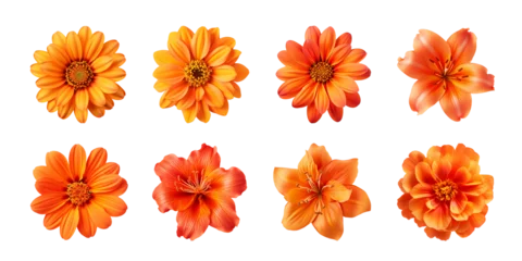 Fotobehang Collection of various orange flowers isolated on a transparent background © degungpranasiwi