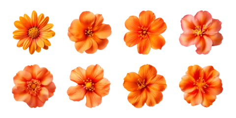 Foto op Plexiglas Collection of various orange flowers isolated on a transparent background © degungpranasiwi
