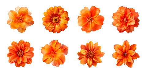 Collection of various orange flowers isolated on a transparent background - Powered by Adobe