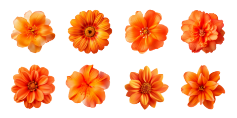 Collection of various orange flowers isolated on a transparent background