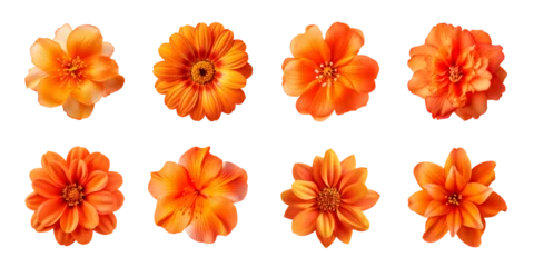 Fototapeten Collection of various orange flowers isolated on a transparent background © degungpranasiwi