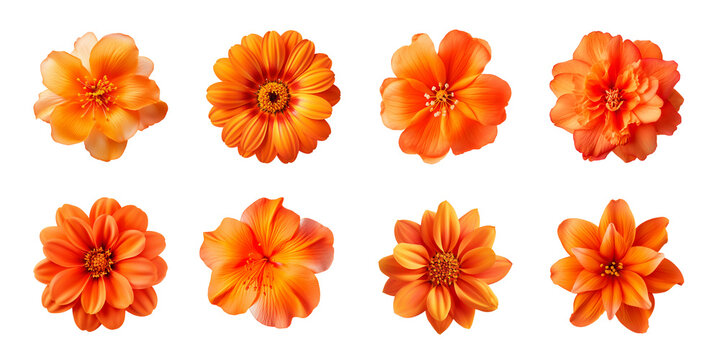 Fototapeta Collection of various orange flowers isolated on a transparent background
