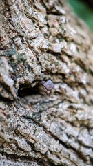 A nail in a tree’s hole