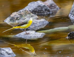  female grey wagtail, (Motacilla cinerea canariensis), on a rock in a lake, with its reflection in the water in Tenerife, Canary islands