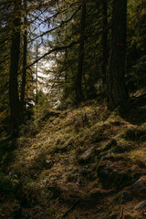 Obraz premium goldener Herbst