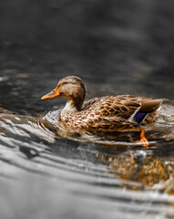 brown and white duck swimming in lake water reflection abstract background vertical orientation in alta badia south tyrol
