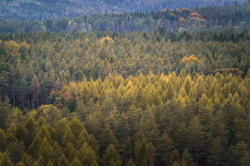 Herbstlicher Wald - Baumkronen