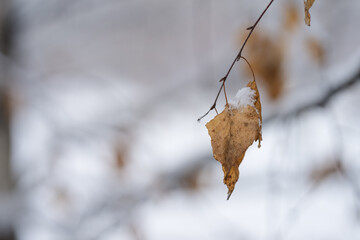 Birch leaves on a branch in winter season closeup