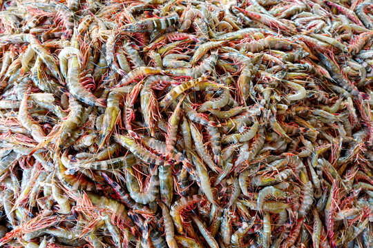 Stacked Fresh Tiger Prawns also known as Bagda Prawns in Asia. Close Up views of red tiger shrimps.