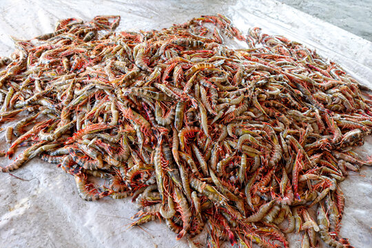 Stacked Fresh Tiger Prawns also known as Bagda Prawns in Asia. Close Up views of red tiger shrimps.