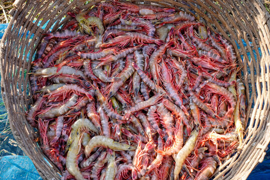 Stacked fresh tiger prawns are also known as bagda prawns in Asia. Close up view of red tiger shrimps in bamboo basket.