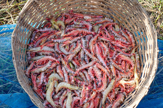 Stacked fresh tiger prawns are also known as bagda prawns in Asia. Close up view of red tiger shrimps in bamboo basket.