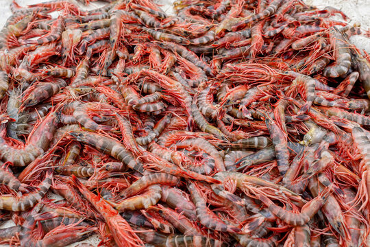 Stacked fresh tiger prawns are also known as bagda prawns in Asia. Close up view of red tiger shrimps in bamboo basket.