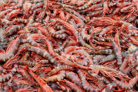 Stacked fresh tiger prawns are also known as bagda prawns in Asia. Close up view of red tiger shrimps in bamboo basket.