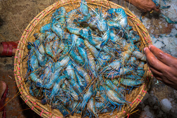 Large white-blue lobster shrimps piled in bamboo baskets.