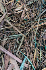 image of dry bamboo leaves for background and wallpaper