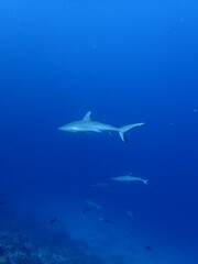 black tip reef sharks in the maldives, portrait, underwater photography, ocean