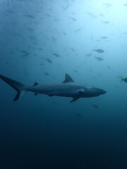 black tip reef shark swimming underwater in komodo, indonesia