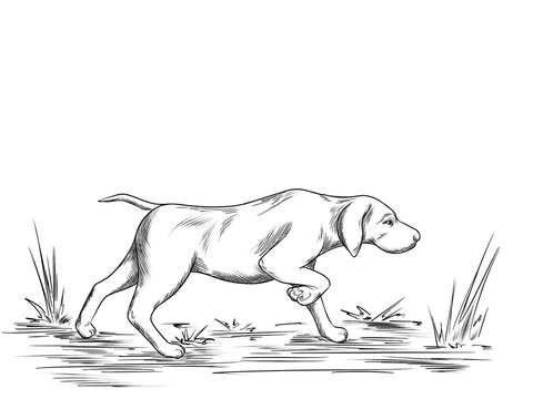 hunting dog line art illustration on the white background