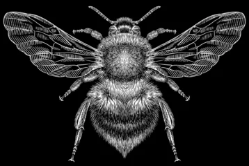 Foto op Plexiglas Engrave isolated bumblebee hand drawn graphic illustration © Turaev