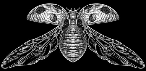 Engrave isolated ladybug hand drawn graphic illustration © Turaev