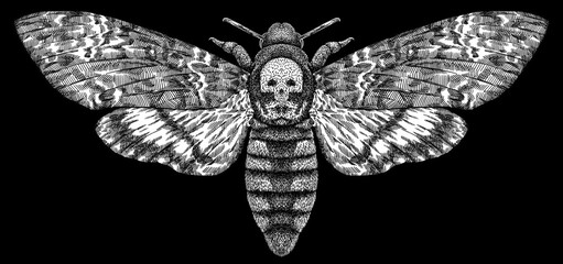 Engrave isolated moth hand drawn graphic illustration