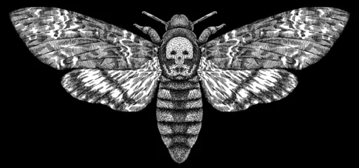 Foto op Plexiglas Engrave isolated moth hand drawn graphic illustration © Turaev