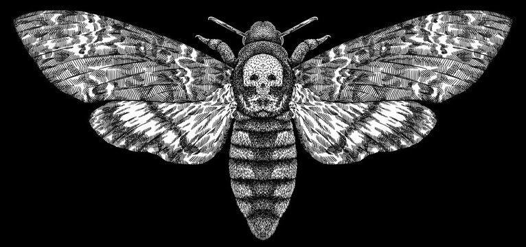 Engrave isolated moth hand drawn graphic illustration