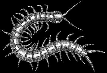 Engrave isolated centipede chilopoda hand drawn graphic illustration