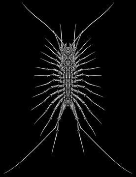 Engrave isolated scutigera hand drawn graphic illustration