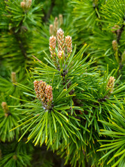 Christmas tree branches in Kharkov park