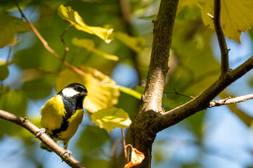 Great tit small bird autumn close up at the branch.