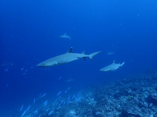 black tip reef sharks in the maldives, portrait, underwater photography, ocean