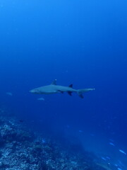 Obraz premium black tip reef sharks in the maldives, portrait, underwater photography, ocean