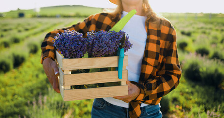 Close up. Farmer woman wearing a shirt holding wooden box with fresh lavender flower herbs on green...