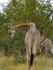 Giraffe In South Africa