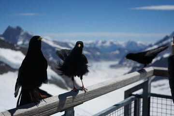 crows sitting on a ledge on the junkfraujoch in Bern Switzerland with the Aletsch glacier on the...