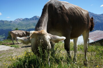 cow grazing in the fields of switzerland, swiss alpine alps cow grazing portrait