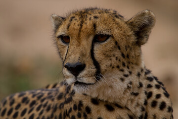 Naklejka na ściany i meble Cheetahs of Africa