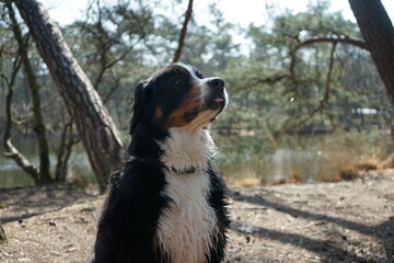 selective focus portrait of a saint bernhard dog in the woods - st bernard portrait