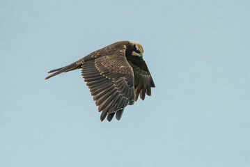 Young Marsh Harrier (Circus aeruginosus) hunting