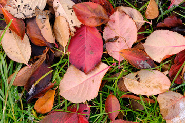 Fallen red autumn foliage background green grass and snow.